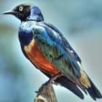 Sample 3 – Superb starling