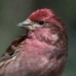 Sample 1 – Purple finch