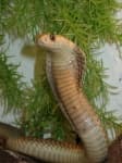 Sample 4 – Indian cobra