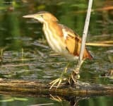 Sample 1 – Bittern