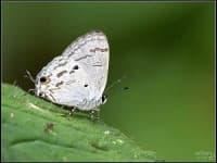 Sample 2 – Lycaenid