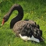 Sample 2 – Black swan