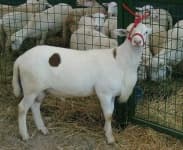 Sample 6 – Ram
