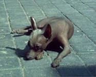 Sample 2 – Mexican hairless