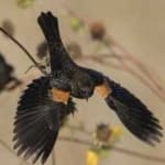 Sample 3 – Red winged blackbird