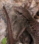 Sample 3 – Alligator lizard