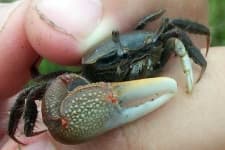 Sample 6 – Fiddler crab