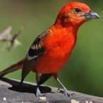 Sample 2 – Flame tanager