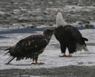 Sample 5 – Bald eagle