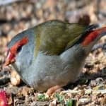 Sample 3 – Red browed finch
