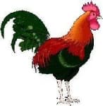Sample 2 – Rooster