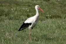 Sample 4 – Stork