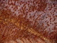 Sample 4 – Pitted
