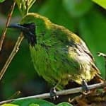 Sample 3 – Bornean leafbird