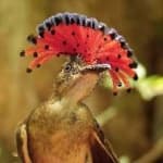 Sample 1 – Royal flycatcher