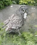 Sample 3 – Great grey owl