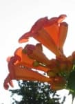 Sample 3 – Trumpet creeper