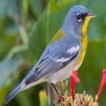 Sample 1 – Northern parula