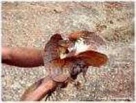 Sample 6 – Frilled lizard