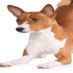 Sample 2 – Basenji