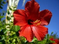 Sample 3 – Hibiscus