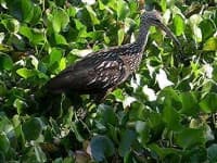 Sample 5 – Limpkin