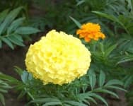 Sample 4 – Marigold