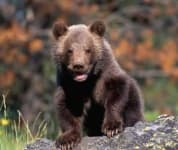 Sample 1 – Bear