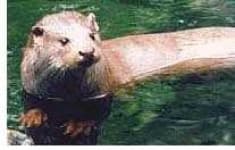 Sample 4 – Otter