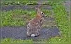 Sample 1 – Wood rabbit