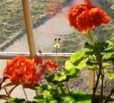 Sample 4 – Greenhouse
