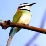 Sample 6 – White throated bee eater