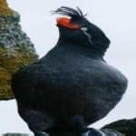 Sample 6 – Crested auklet