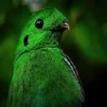 Sample 1 – Green broadbill