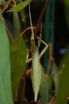 Sample 5 – Walking stick