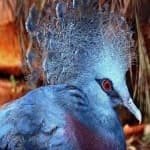 Sample 6 – Victoria crowned pigeon