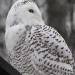 Sample 5 – Snowy owl