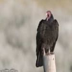 Sample 1 – Turkey vulture