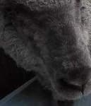 Sample 1 – Animal face