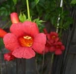 Sample 4 – Trumpet creeper