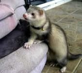 Sample 4 – Black footed ferret