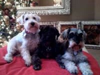 Sample 2 – Miniature schnauzer