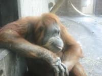 Sample 4 – Orangutan