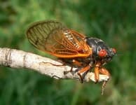 Sample 6 – Cicada