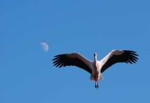 Sample 6 – White stork