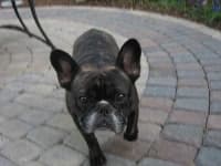 Sample 6 – French bulldog