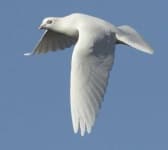 Sample 5 – Dove