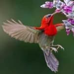 Sample 4 – Crimson sunbird