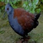 Sample 4 – Black tail crake
