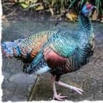 Sample 5 – Ocellated turkey